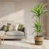 Dracaena Deremensis White Stripe mit Korb Ø21cm, 90-110cm Bild 6