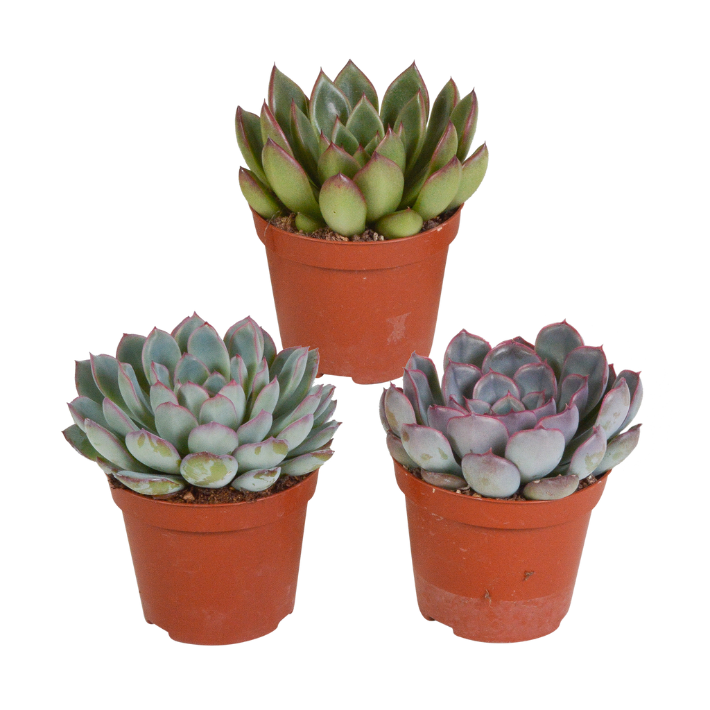 Echeveria-Mischung 8,5 cm - 3x - zonder pot