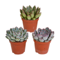 Echeveria-Mischung 8,5 cm - 3x - zonder pot