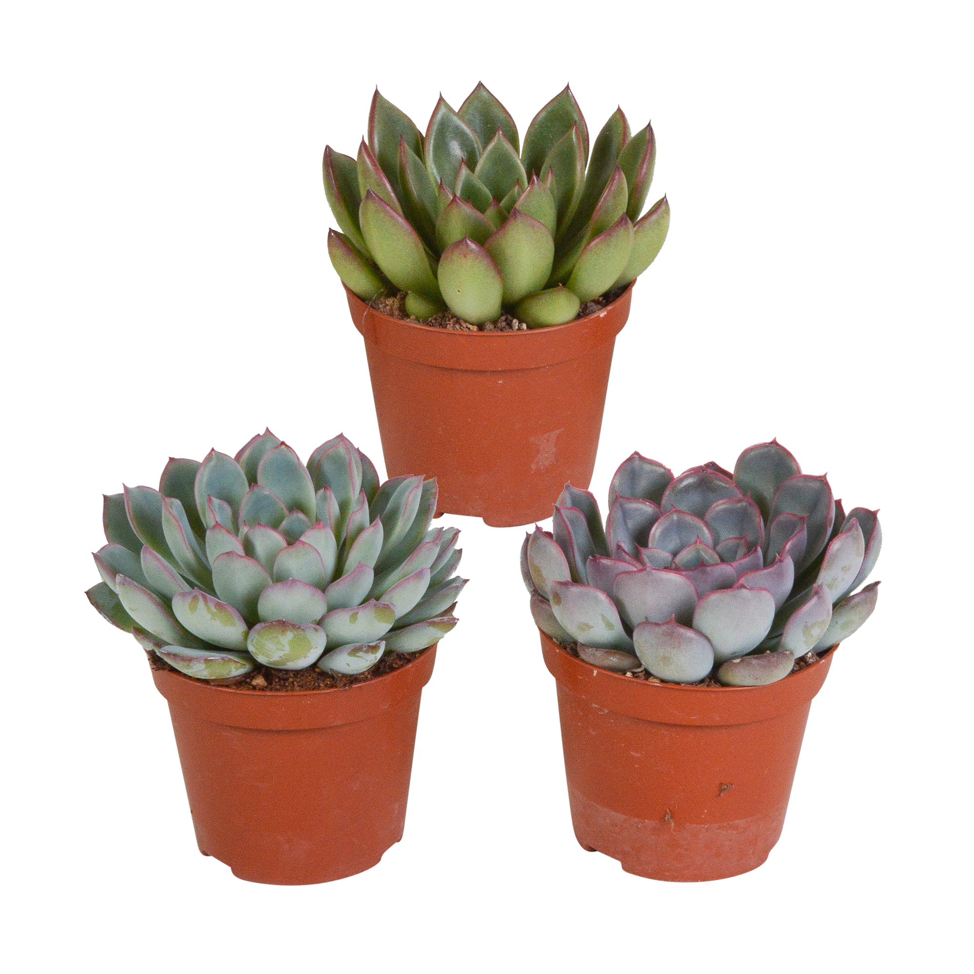 Echeveria-Mischung 8,5 cm - 3x - zonder pot