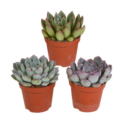 Echeveria-Mix: 3 Sukkulenten (8,5 cm Topf) direkt vom Erzeuger