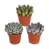 Echeveria-Mischung 8,5 cm - 3x - ohne Topf Bild 1