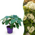 Hydrangea Arborescens FlowerWOW: Winter-hardy white hydrangea, 14cm pot Bild 1