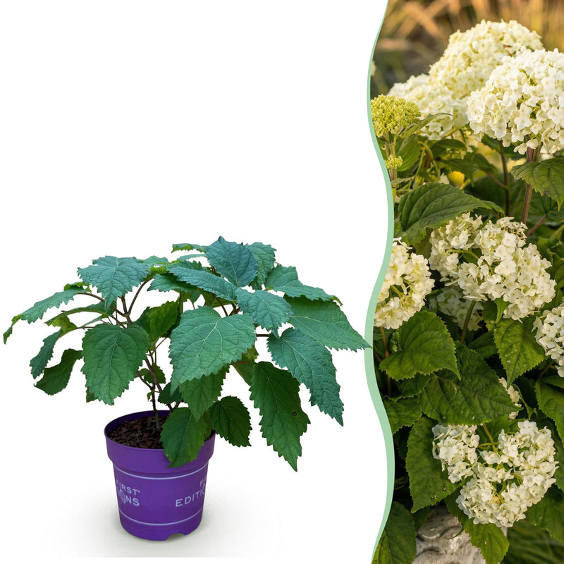 Hydrangea Arborescens FlowerWOW: Winter-hardy white hydrangea, 14cm pot