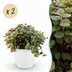 Calissia repens Katzengras mit Topf - 2 Pflanzen - Haustierfreundlich Bild 1