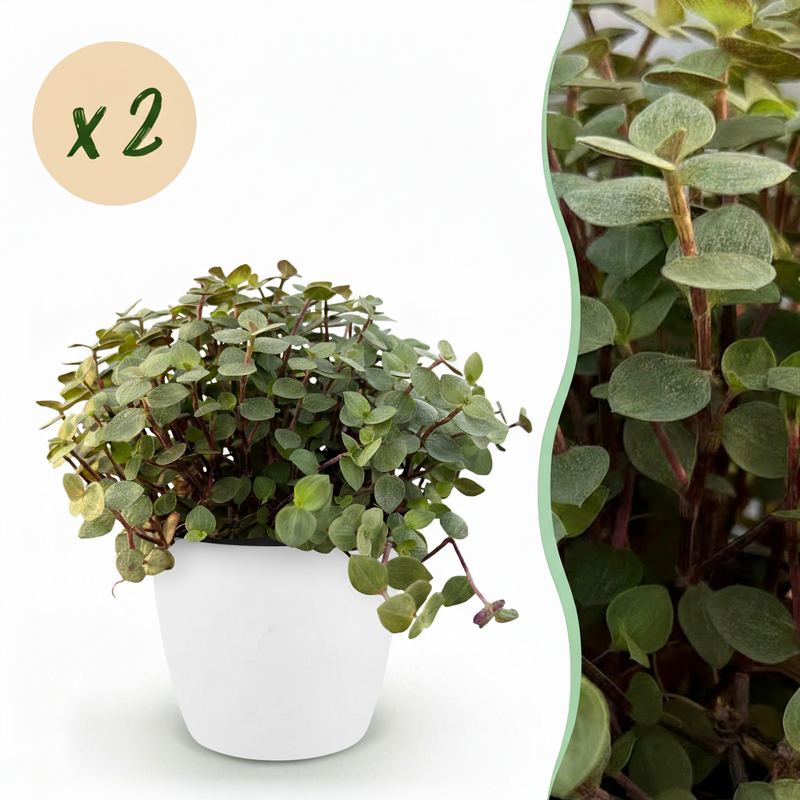 Calissia repens Katzengras mit Topf - 2 Pflanzen - Haustierfreundlich