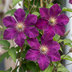 4x Clematis Rouge Cardinal - Waldrebe Rouge Cardinal - Rot - Kletterpflanze - Ø9cm - ↕35cm Bild 3
