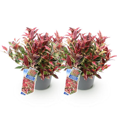 GreenboutiQ - Garden Plant - Leucothoe Colour Diamond - Variegated - 2 Plants - Evergreen - Low Maintenance - Pot 17cm Height 45cm