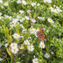 GreenboutiQ Perennial Package White: 24 Plants for 3m², Easy to Care For Bild 5