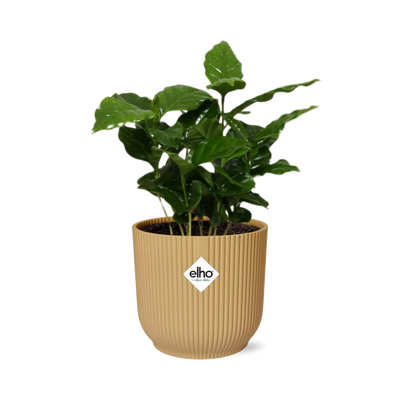 Coffea Arabica Kaffeepflanze im gelben ELHO Vibes Topf, 14 cm