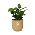 Coffea Arabica Kaffeepflanze im gelben ELHO Vibes Topf, 14 cm Bild 1