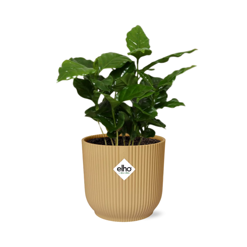 Coffea Arabica Kaffeepflanze im gelben ELHO Vibes Topf, 14 cm