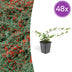48x Immergrüner Teppich Cotoneaster 'Major' - 25cm hoch, 9cm Topf Bild 1