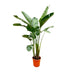 Strelitzia Augusta XXL - 250cm - Weiss - Weisser Paradiesvogel Bild 1