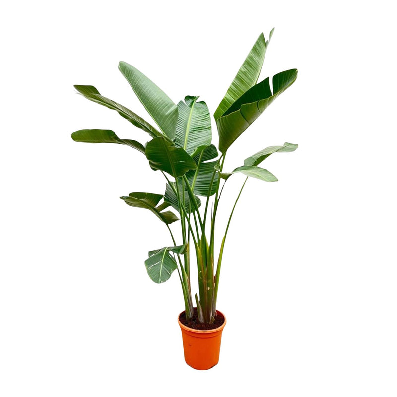 Strelitzia Augusta XXL - 250cm - Weiss - Weisser Paradiesvogel
