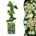 6x Kletterhortensie 'Petiole' Weiß - Rankende Schönheit für Ihren Garten (Ø9cm) Bild 1