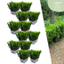 72x Euonymus 'Green Spire' Heckenpflanzen im 7cm Topf - 15cm hoch Bild 1