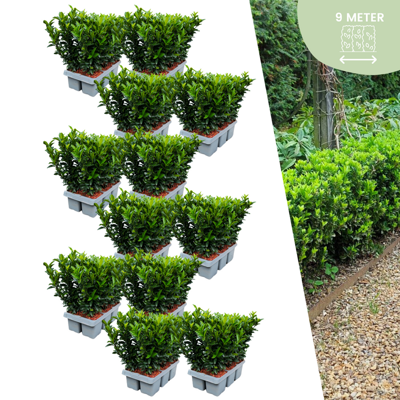 72x Euonymus 'Green Spire' Heckenpflanzen im 7cm Topf - 15cm hoch