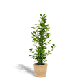 Ficus microcarpa Moclame - Ø21cm - ↕95cm + Korb Selin