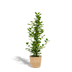 Ficus microcarpa Moclame Selin basket Ø21cm H95cm - Air-purifying houseplant Bild 1
