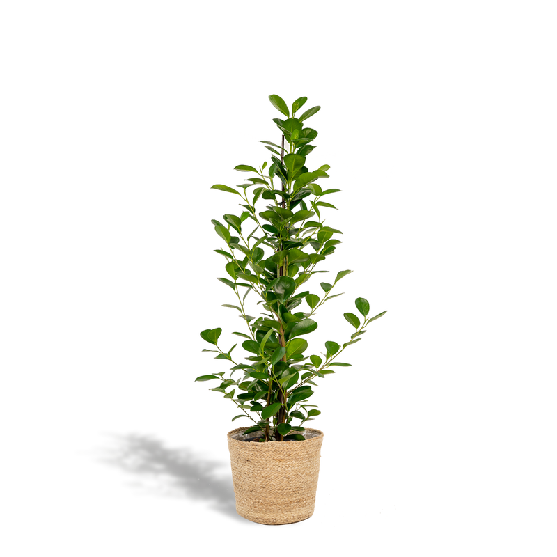 Ficus microcarpa Moclame Selin basket Ø21cm H95cm - Air-purifying houseplant