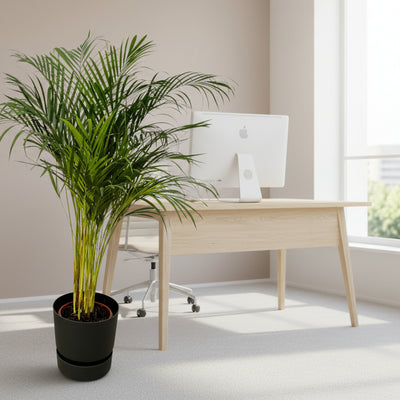 Areca-Palme (130cm) im elho Greenville Topf (Ø 24cm)