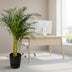 Areca-Palme (130cm) im elho Greenville Topf (Ø 24cm) Bild 2