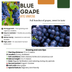 6x Bio-Weinreben (Vitis vinifera), Ø 13cm, 20-25cm hoch Bild 5