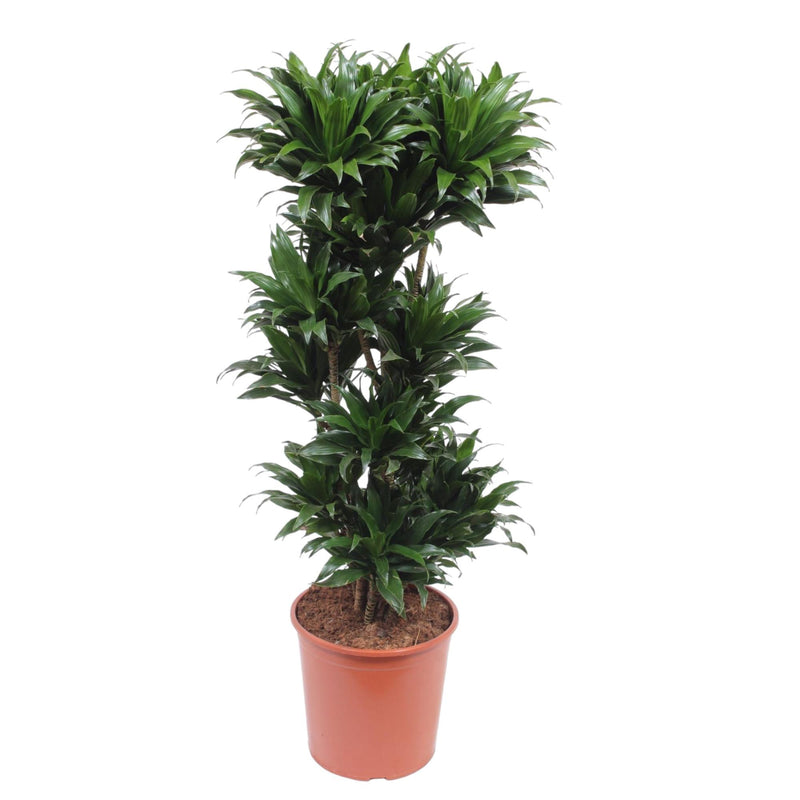 Dracaena Compacta - 140 cm - Ø30 cm Topf - Attraktive Zimmerpflanze