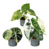 3er Alocasia Tricolour Variegata Babypflanzen Set Ø6cm Bild 2