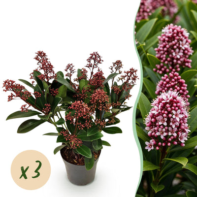 GreenboutiQ - Terrassenpflanze - Skimmia japonica Rubella - Blüte Rot - 10+ Blüten - 3 Pflanzen - Winterhart - Topf 10,5cm Höhe 25cm