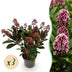GreenboutiQ - Terrassenpflanze - Skimmia japonica Rubella - Blüte Rot - 10+ Blüten - 3 Pflanzen - Winterhart - Topf 10,5cm Höhe 25cm Bild 1