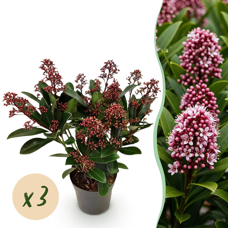 GreenboutiQ - Terrassenpflanze - Skimmia japonica Rubella - Blüte Rot - 10+ Blüten - 3 Pflanzen - Winterhart - Topf 10,5cm Höhe 25cm