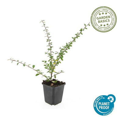 60x Cotoneaster sue. 'Coral Beauty' - ↕10-25cm - Ø9cm