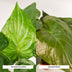Alocasia Duo: Cucullata & Wentii in Selin Basket, Ø19cm, ↕60cm Bild 4