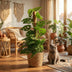 Monstera Adansonii Monkey Mask with Moss Pole & Basket Bild 6