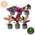 Baby Paradise Mix: 6 tropische Zimmerpflanzen, bunte Vielfalt (Ø6cm) Bild 5