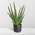 Aloe Vera Zimmerpflanze 40 cm - Pflegeleicht & Dekorativ Bild 8