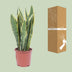 Sansevieria Trifasciata Laurentii - Ø14cm - pflegeleicht, luftreinigend Bild 4