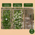 Green Tuscan Jasmine: 2 Plants with Fragrance & Evergreen Bild 5