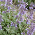 Green boutiQ - Perennial - Nepeta faassenii 'Walker's Low' - Catnip - Bee and Butterfly Attractors - Blue - 12 Plants - Pot 11cm - Height 15-25cm Bild 5