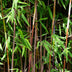 Fargesia nitida 'Red Dragon' - Non-spreading bamboo, 2 plants Bild 4