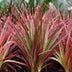 Dracaena Magenta: pflegeleichte Zimmerpflanze mit roten Stämmen Bild 7