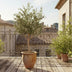 Kunstbaum Olive Olea europaea - 180 cm Bild 5