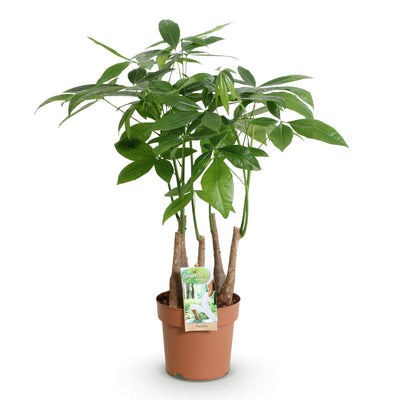 Pachira Aquatica Geldbaum, Mehrstammig, Topf 17cm, 50-55cm