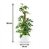 Monstera Minima Moosstab 90cm - Pflegeleicht & Dekorativ mit weißem Topf Bild 3