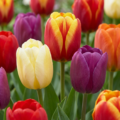 30x Triumph-Tulpen Mix Zwiebeln - Frühlingsblüher, Zwiebelgröße 11/12