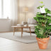 Epipremnum Aureum (Goldene Efeutute) Ø15cm - ↕60cm Bild 3