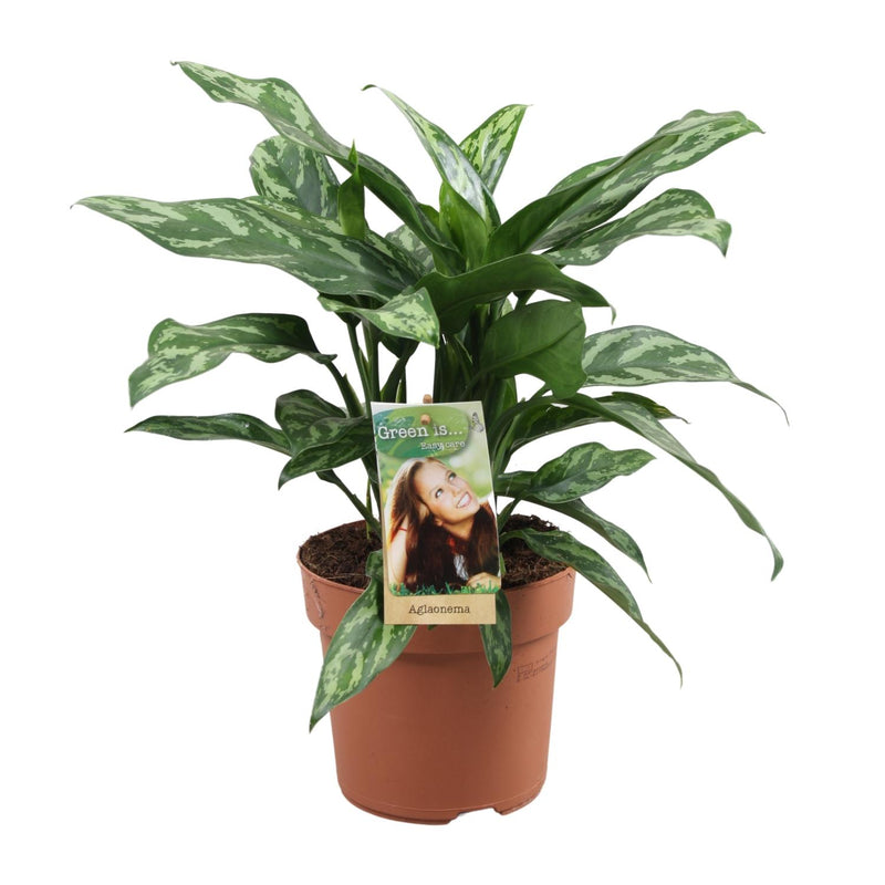 Aglaonema 'Maria' - Luftreinigende Zimmerpflanze im 17cm Topf