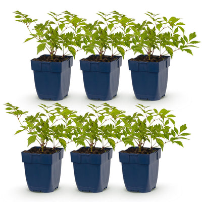 Green boutiQ - Perennial - Astilbe (J) Germany - False Spirea - Shade - White - 6 Plants - Pot 11cm - Height 15-25cm